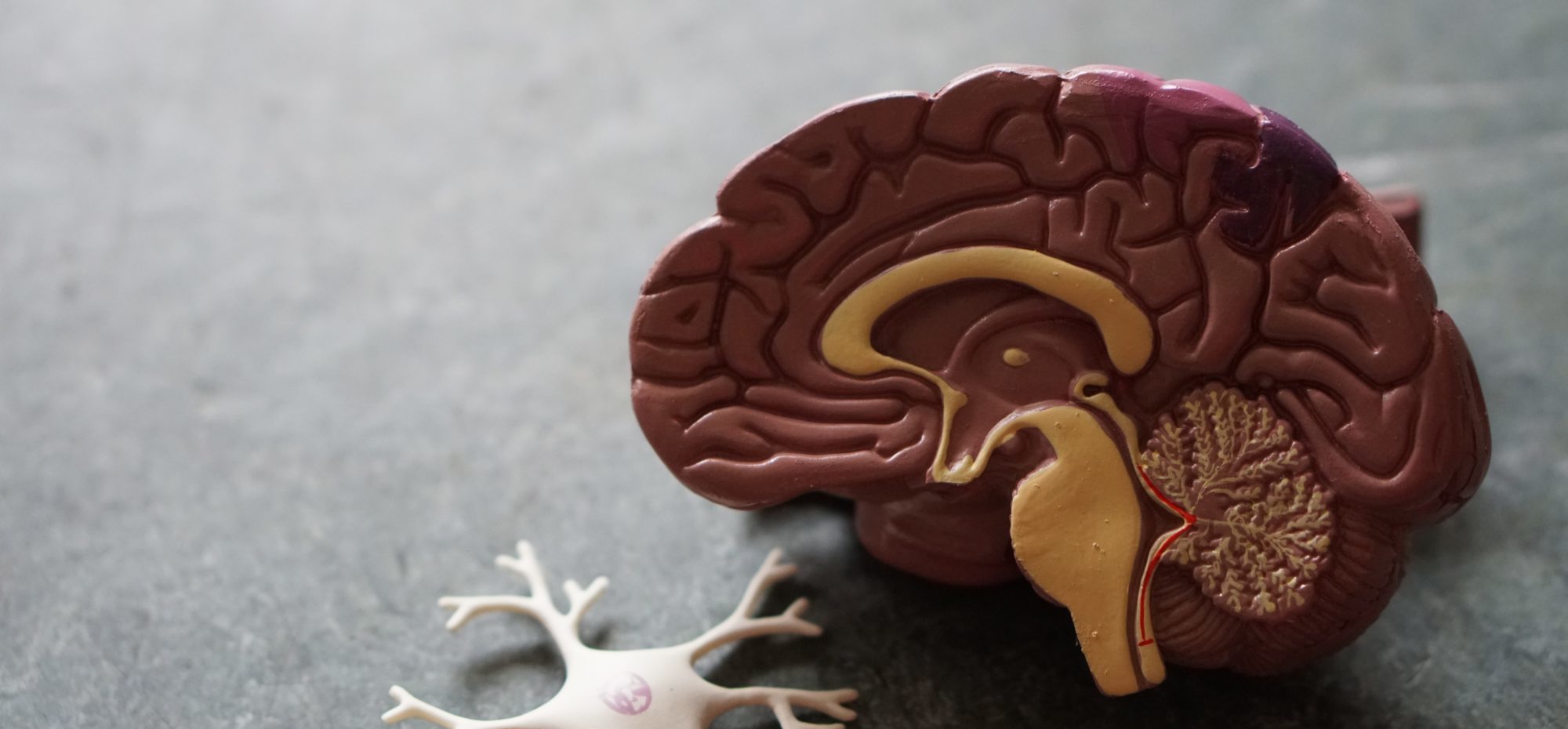 運動と感覚の統合：脳と脳神経